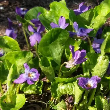 Goscinne Przylesie Łobez