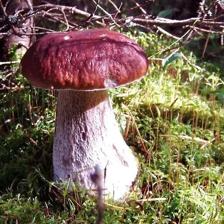 Goscinne Przylesie Accommodatie bij particulieren *