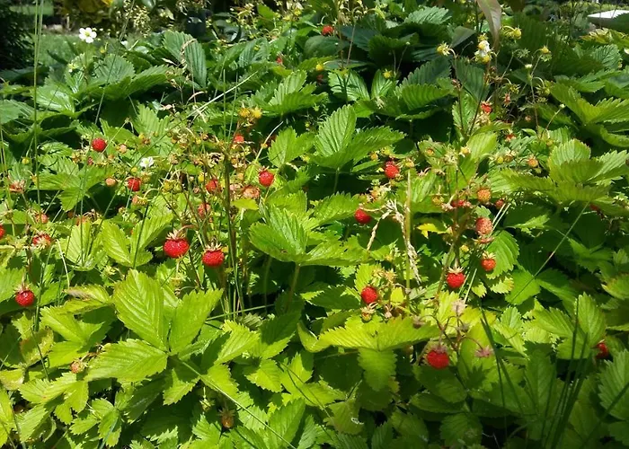 Goscinne Przylesie Łobez