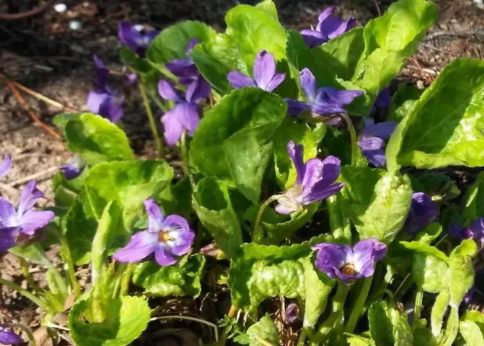 Goscinne Przylesie Łobez