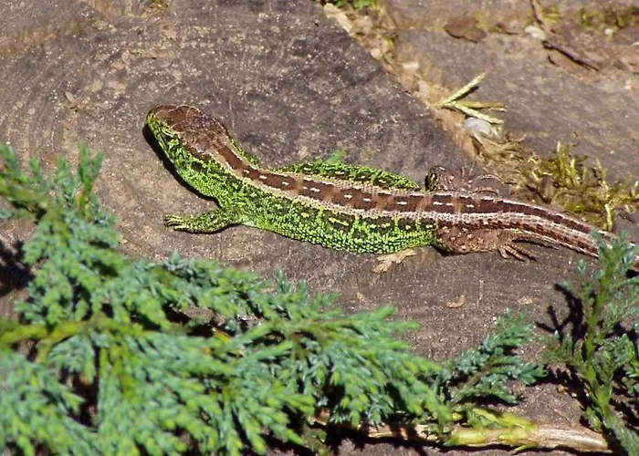 Quarto em Acomodações Particulares Goscinne Przylesie Łobez