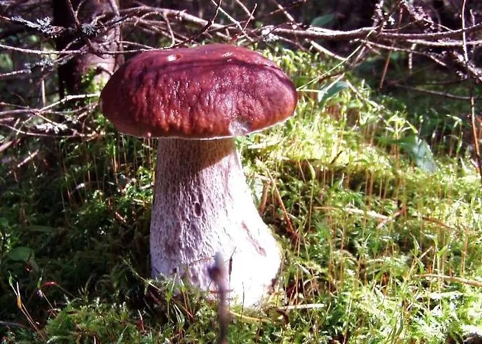 Goscinne Przylesie Habitación en casa particular *