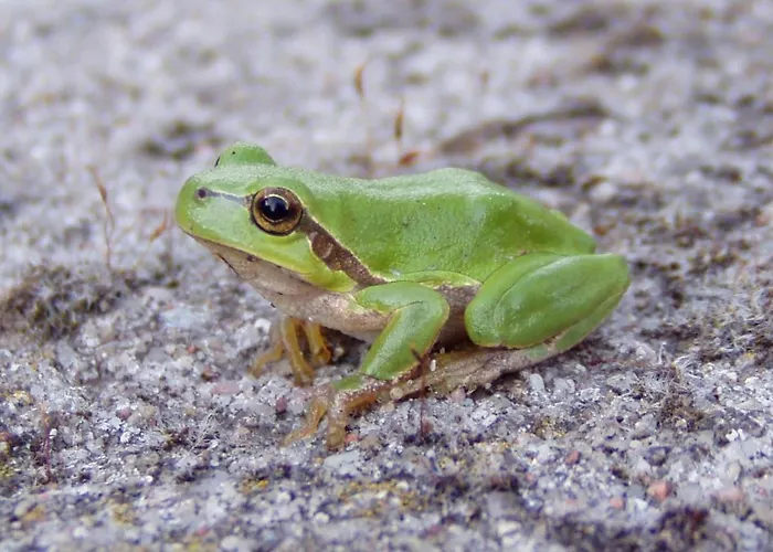 Goscinne Przylesie Quarto em Acomodações Particulares *